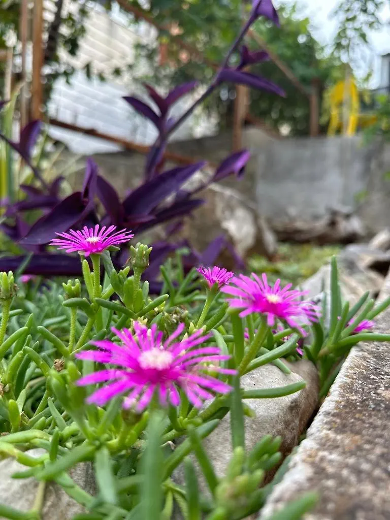 Apartmani Krolo Trogir Otok Ciovo